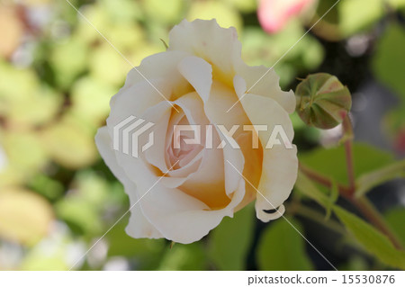 Rose Claire Austin Rose Claire Austin 15530876