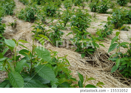 Cherry blossom cultivation Cherry blossom cultivation 15531052