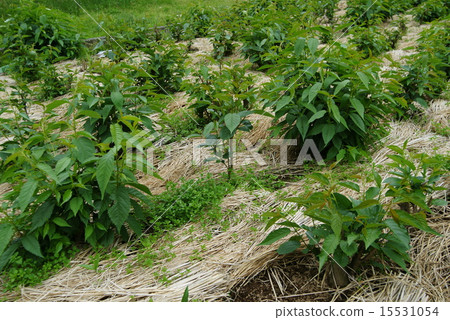 櫻花種植 15531054