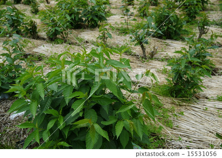 櫻花種植 15531056