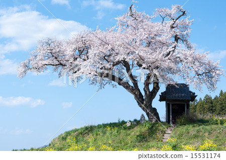Ozawa's cherry tree 15531174