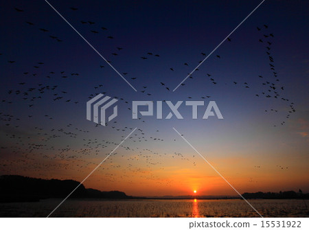 宮城縣伊豆沼的黎明 宮城縣伊豆沼的黎明 15531922