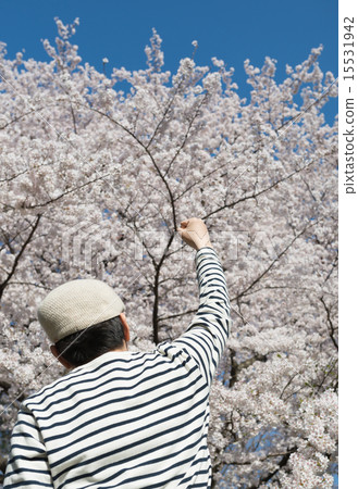 Cherry Blossoms Cherry Blossoms 15531942