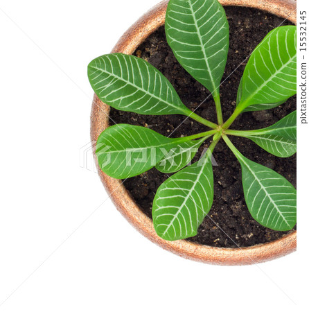 Home plant Euphorbia leuconeura 15532145