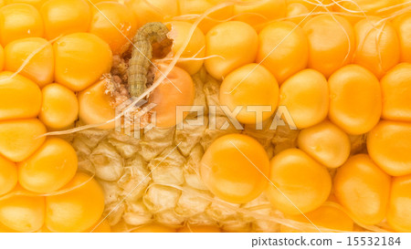 worm eating the corn 15532184