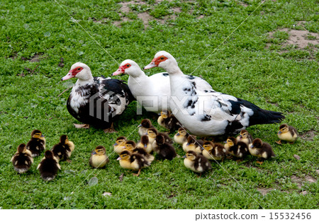 three big duck three big duck 15532456