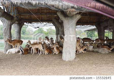 batch of animal in the shade 15532645