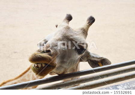 giraffe feeding long yard bean 15532691