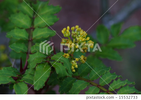 Sunshow鮮花 15532733