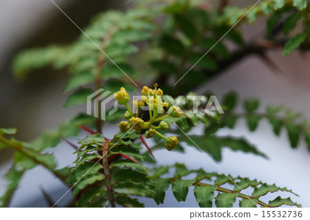 Sunshow flowers Sunshow flowers 15532736