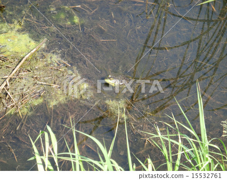 Bullfrog in wetland 15532761