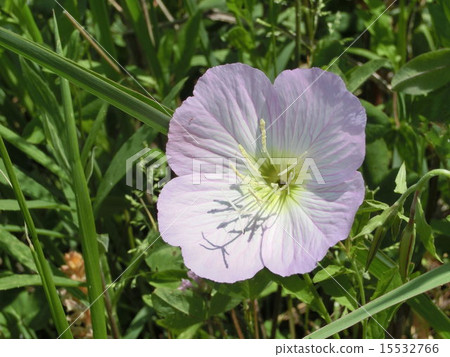 Flower evening primrose flowers Flower evening primrose flowers 15532766