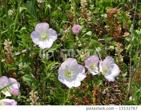 Flower evening primrose flowers 15532767