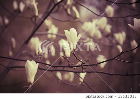 Magnolia flowers 15533013