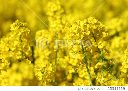 Rape blossoms Rape blossoms 15533239