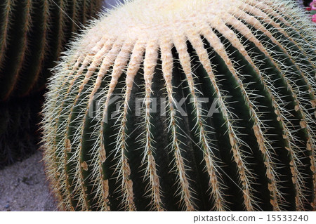 Cactus Cactus 15533240