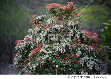 Aegyan樹 Aegyan樹 15533279