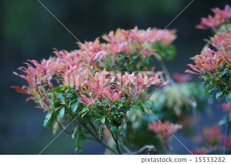 Asebi離開 15533282