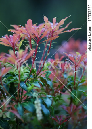 Asebi離開 15533283