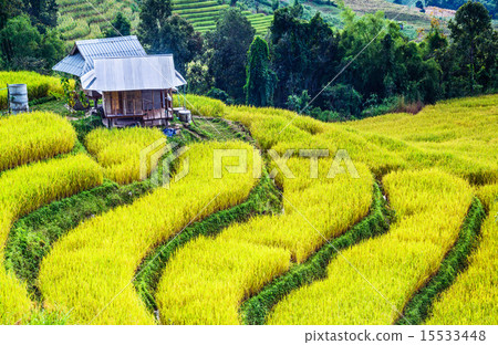 Golden real rice filed 15533448