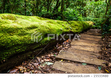 Large dead tree in rainforest, Doi Inthanon Park,  15533480