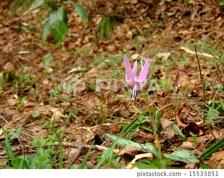 Katakuri Katakuri 15533851