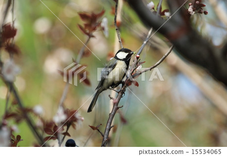 bird bird 15534065