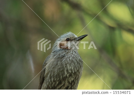 bird bird 15534071