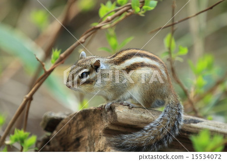 Squirre Squirre 15534072