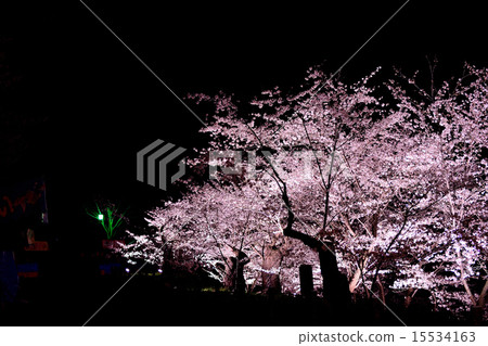 Cherry blossoms at Ueda castle at night Cherry blossoms at Ueda castle at night 15534163