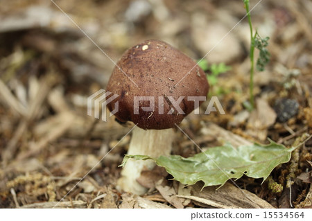 Wild mushrooms Wild mushrooms 15534564