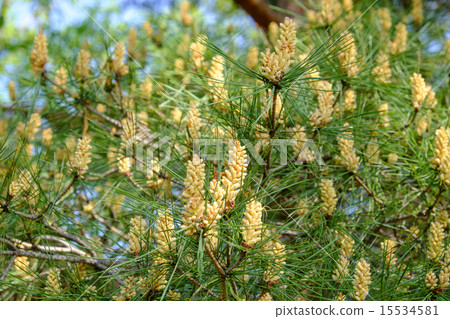 Pine flowers 15534581