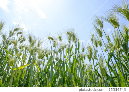 小麥大麥 15534743