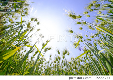 小麥大麥 15534744