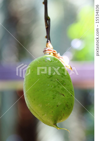 Fruit jade Fruit jade 15534836