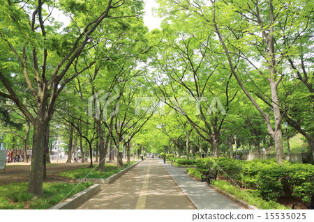 Zelkova trees in Osaka Bunka Park 15535025