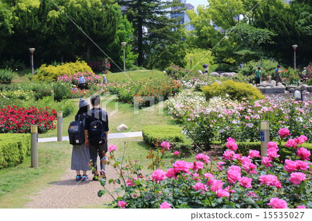 Rose garden at Osaka Bunka Park Rose garden at Osaka Bunka Park 15535027