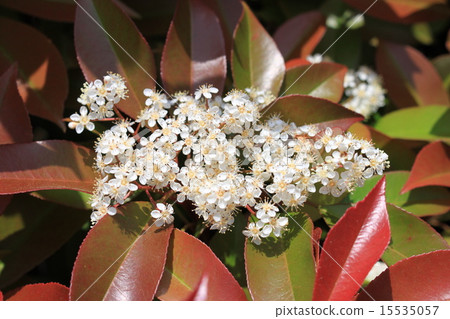 紅羅賓花 15535057