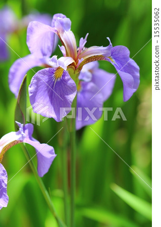 瀕臨滅絕的植物那須弘Ayame瀕臨滅絕的II型 15535062