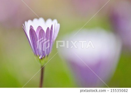 Light purple dimorphoseca 15535082