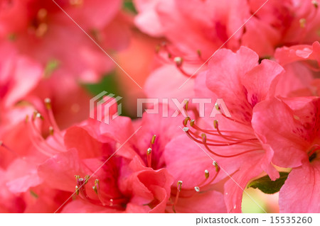 大和杜鵑花 大和杜鵑花 15535260