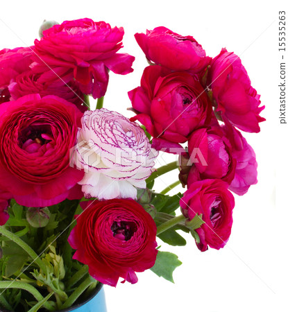 bunch of pink ranunculus flowers bunch of pink ranunculus flowers 15535263