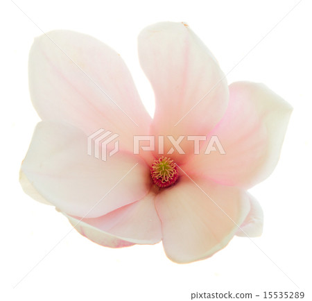 Blossoming pink magnolia Flowers Blossoming pink magnolia Flowers 15535289