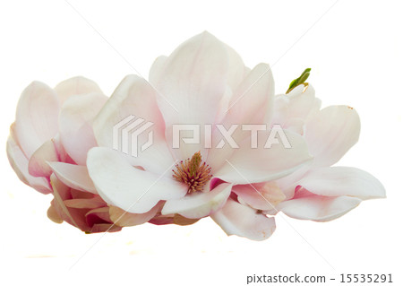 Blossoming pink magnolia Flowers Blossoming pink magnolia Flowers 15535291