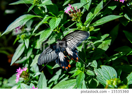 Great Mormon on a flower 15535360