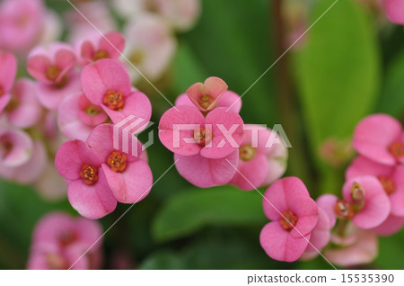 Hanakilin Hanakilin 15535390