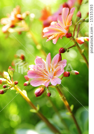 Lewisia子葉 15535393