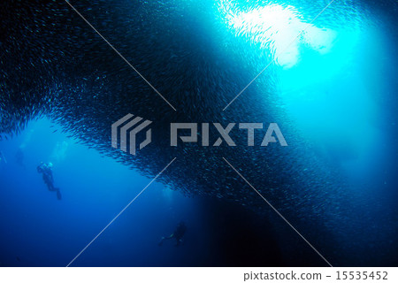 A group of divers and sardines 15535452