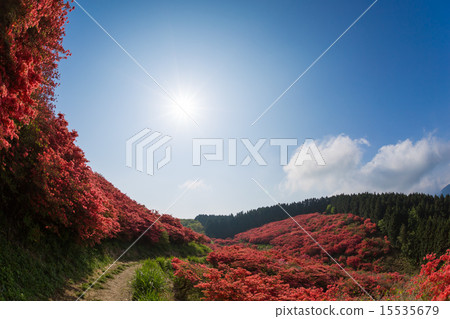 Katsuragi Takahara natural azusa garden 15535679