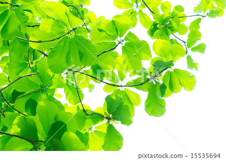 Fresh green of Park 15535694